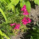 Penstemon barbatus फूल