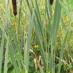 Typha latifoliaFruit