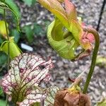 Sarracenia leucophylla 花