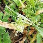 Galium aparineFlower