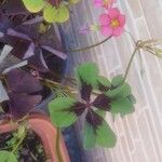 Oxalis tetraphylla 葉