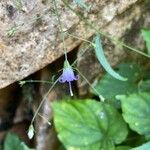 Campanula divaricata 花