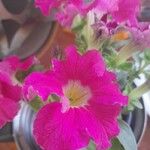 Petunia × atkinsiana Cvet