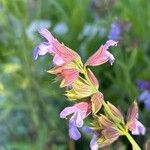 Salvia officinalis പുഷ്പം