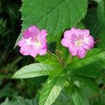 Epilobium hirsutumBlüte