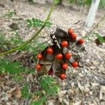 Abrus precatorius Fruit