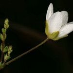 Sagina nodosa Flower