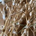 Lepidium sativum Fruit