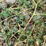 Chenopodium vulvaria Leaf