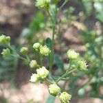 Parthenium hysterophorus Květ