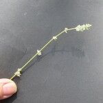 Froelichia gracilis 花