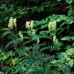 Astragalus canadensis Агульны выгляд