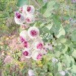 Arctium tomentosum 花