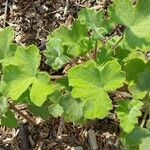 Pelargonium tomentosum Blad