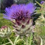 Cynara cardunculus Květ