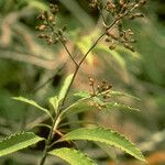 Stephanomeria malheurensis Meyve
