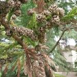 Cryptomeria japonica ᱡᱚ