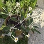 Pachystegia insignis Folha