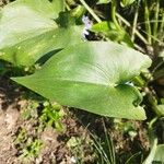 Pontederia hastata Leaf