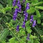 Aconitum variegatum फूल