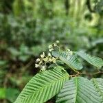 Begonia convallariodora Flor