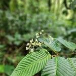 Begonia convallariodora Blomma