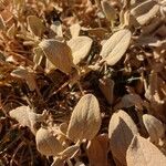 Phlomis olivieri Leaf