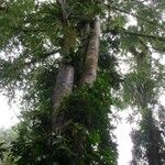 Ficus costaricana Habit