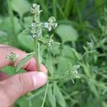 Cynoglossum lanceolatum പുഷ്പം