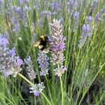 Lavandula angustifolia Alkat (teljes növény)