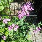 Silene armeria Fleur