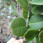 Hunga minutiflora Leaf