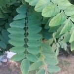 Robinia pseudoacacia Yaprak