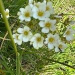 Saxifraga paniculata Floare