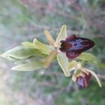 Ophrys arachnitiformis x Ophrys exaltata Kvet