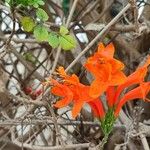 Tecomaria capensisFlower