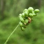 Medicago lupulina Gyümölcs