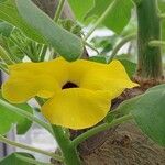 Uncarina decaryi Flower