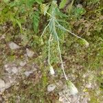 Chardinia orientalis Hábito