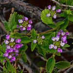 Lantana achyranthifolia Habitus