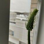 Albuca bracteata Žiedas