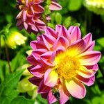 Dahlia pinnata Flor