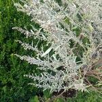 Artemisia ludoviciana 葉