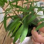 Debregeasia longifolia Hostoa