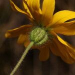 Madia elegans Flower