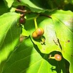Neoshirakia japonica Gyümölcs