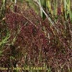 Hornungia procumbens Habitus