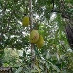 Artocarpus heterophyllusᱡᱚ