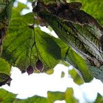 Tilia × europaea ফল