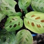 Maranta leuconeura É.MorrenYaprak